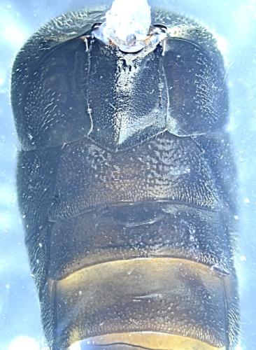 Réf. 348 129 : Hylaeus signatus